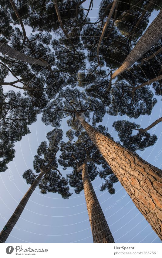 Pinienwald Himmel Wolkenloser Himmel Schönes Wetter Baum Wald Rom Italien Park ästhetisch hoch natürlich schön aufwärts Perspektive Baumkrone Baumstamm Farbfoto