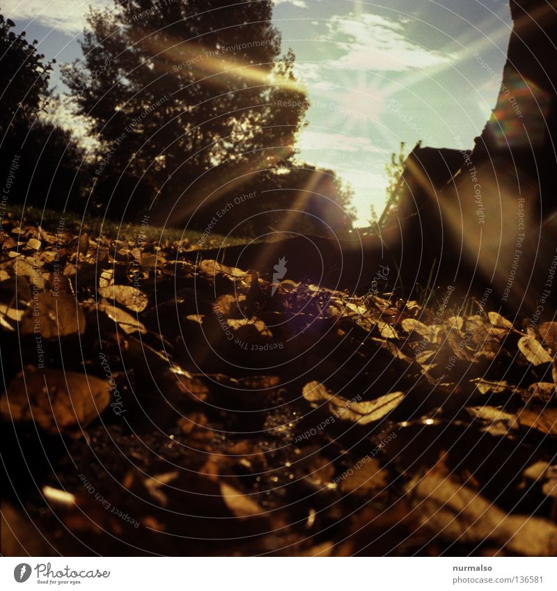 Käfermorgen Froschperspektive unten Blatt Morgen aufgehen Sonnenaufgang braun Herbst Stimmung Beleuchtung Osten analog schön Eindruck Gefühle Jahreszeiten Wärme