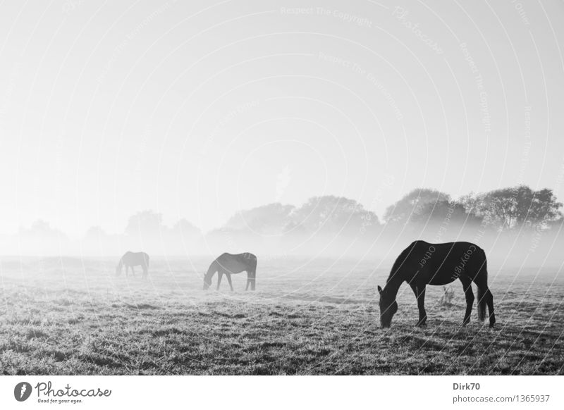 Fade to Grey Reiten Reitsport Natur Landschaft Wolkenloser Himmel Horizont Schönes Wetter Nebel Wiese Weide Tier Haustier Nutztier Pferd Rappe 3 Tiergruppe