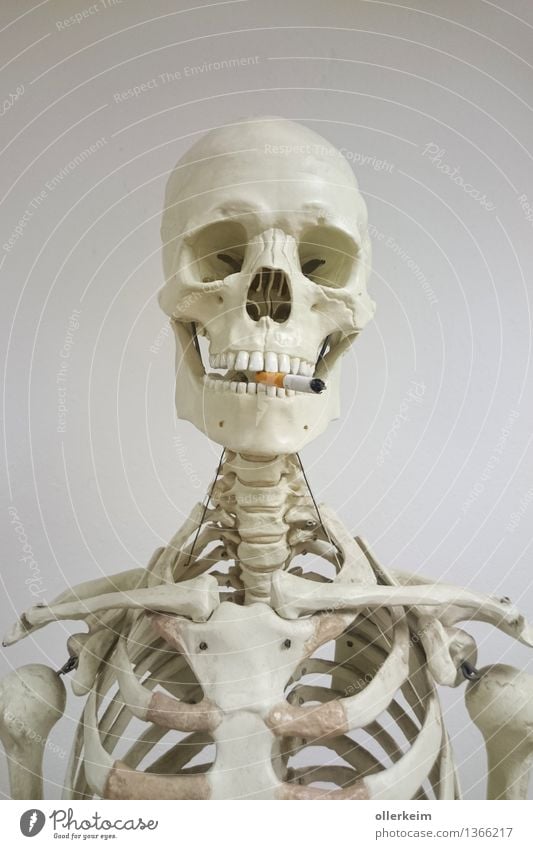 Skelett - Raucher III Gesundheit Rauchen Mensch Körper Kopf Zigarette bedrohlich genießen Zähne Gebiss Schulter Schlüsselbein Wirbelsäule Schädel Farbfoto