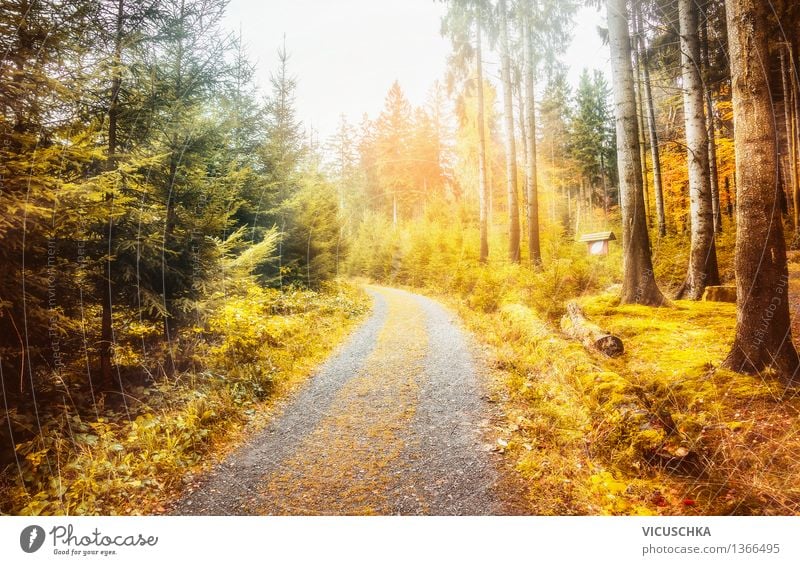Wunderschöner Herbst Wald im Harz Design Ferien & Urlaub & Reisen Garten Natur Sonnenlicht Schönes Wetter Pflanze Baum Blatt Park weich Hintergrundbild