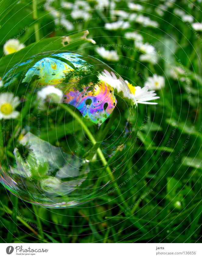 heile welt Wiese Gras Gänseblümchen grün mehrfarbig regenbogenfarben Luft Luftverkehr Siefenblase Blase kleine Welt jarts Farbe