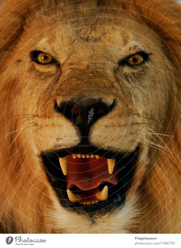Der Lönig der Köwen Ferien & Urlaub & Reisen Tourismus Abenteuer Ferne Tier Wildtier 1 krabbeln Angst gefährlich Löwe Löwenzahn Löwenmähne Löwenzahnfeld