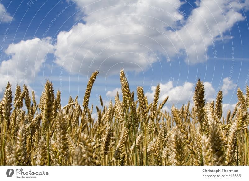 Es geht aufwärts. Gerste Roggen Weizen gelb Gold Wolken schlechtes Wetter weiß Mehl Backwaren Vollkorn beige ökologisch Umwelt Panorama (Aussicht) Gentechnik