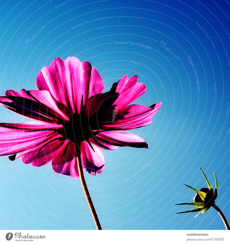 Montags-Blume Blüte Blütenknospen Himmel Schönes Wetter Blauer Himmel Sommer Sommerblumen Schmuckkörbchen Park Beet schön ästhetisch cdcover