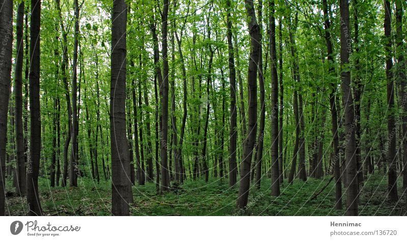 Deutscher Busch Wald Baum grün Blatt dunkel Frühling Unterholz Laubbaum Baumstamm Baumrinde geschlossen Außenaufnahme