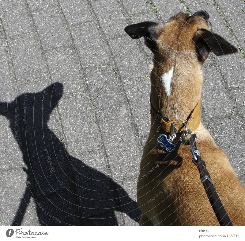 Peilung auf NNO Hund Nervosität Gemälde Halsband Wachsamkeit hören Geruch Konzentration zielen Säugetier Kommunizieren Schatten Seil Gehwegsteine Pflasterung