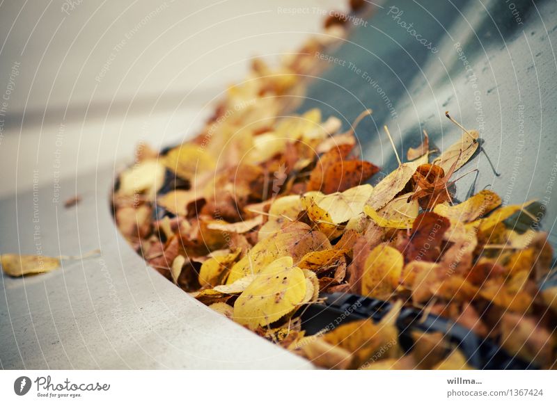 Herbst-Knöllchen. Herbstlaub auf der Frontscheibe Blatt Windschutzscheibe PKW parken Scheibenwischer braun gelb silber herbstlich Blätterfall Farbfoto