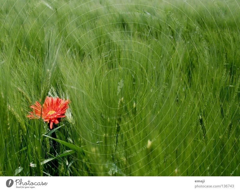# Blume rot Farbfleck Fleck Tier mädchenhaft Kornfeld Feld Weizen Weizenfeld Mitte gelb Frühling Sommer springen Fröhlichkeit süß falsch Gelächter Kitsch