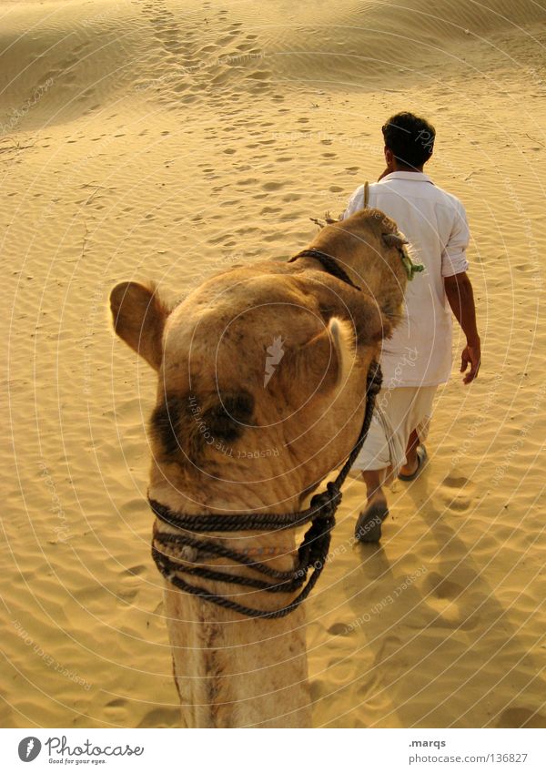 Ausritt Kamel Reitsport Beduinen Karavane wandern Mann heiß trocken Sommer gelb weiß Indien Wüste Mensch Sand khuri marqs