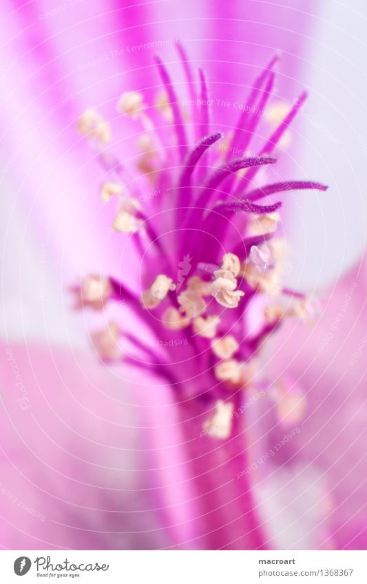 Makro- Wilde Malve Malvengewächse rosa Pollen Staubfäden extrem Makroaufnahme Nahaufnahme Detailaufnahme Pflanze Blume Blüte Blühend Natur natürlich Frühling