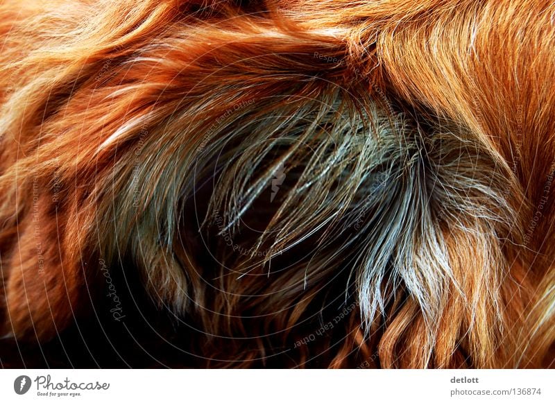 grimling? Fell rot braun schwarz Hund Katze geheimnisvoll Tier Säugetier Detailaufnahme Haare & Frisuren skuril