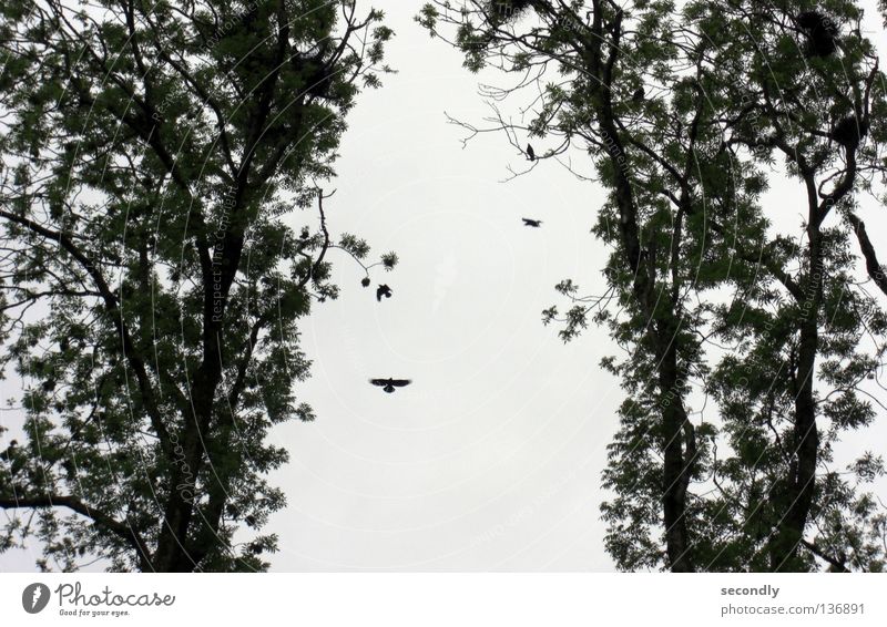 Dickmadam klein Baum Vogel Rabenvögel Nest Silhouette grau grün schön 1 Himmel üppig (Wuchs)