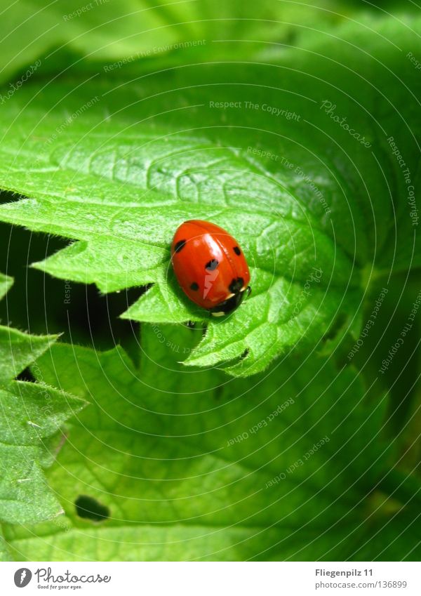 Marienkäfer auf Brennessel 2 Natur Pflanze Blatt Tier 1 entdecken Erholung hell natürlich saftig grün rot Glück Zufriedenheit schön ruhig Brennnessel grasgrün