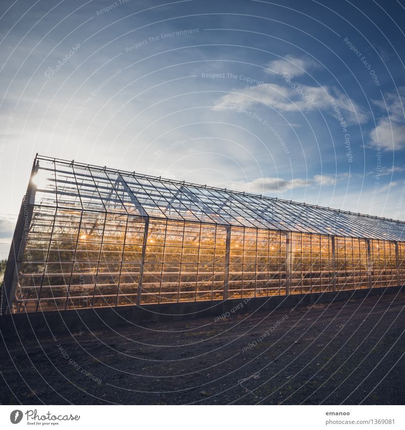Glashaus Landwirtschaft Forstwirtschaft Industrie Technik & Technologie Fortschritt Zukunft Energiewirtschaft Erneuerbare Energie Sonnenenergie Himmel Klima
