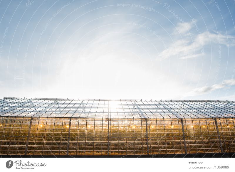 Wer im Glashaus leuchtet Landwirtschaft Forstwirtschaft Industrie Energiewirtschaft Technik & Technologie Fortschritt Zukunft High-Tech Sonnenenergie Natur