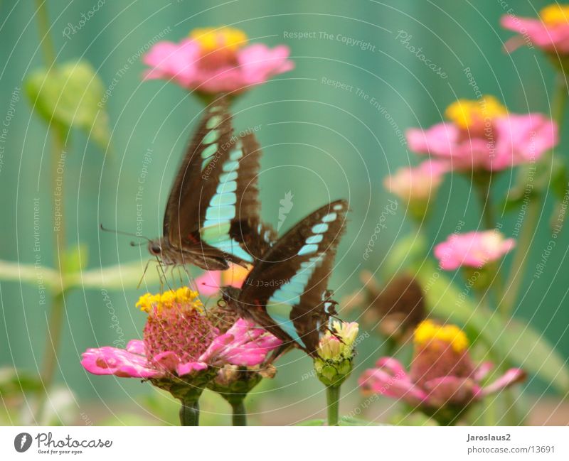 asiatische Sommerfalter Schmetterling Blüte Blume Asien China zart bestäubung Pollen Nahaufnahme Makroaufnahme sanft
