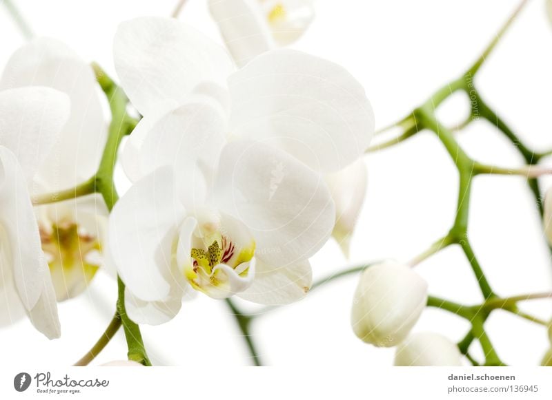 Orchidee Blüte Blume zart Licht weiß Sauberkeit rein Gegenlicht Kostbarkeit Hintergrundbild Urwald Makroaufnahme Nahaufnahme schön Blütenknospen hell Ast