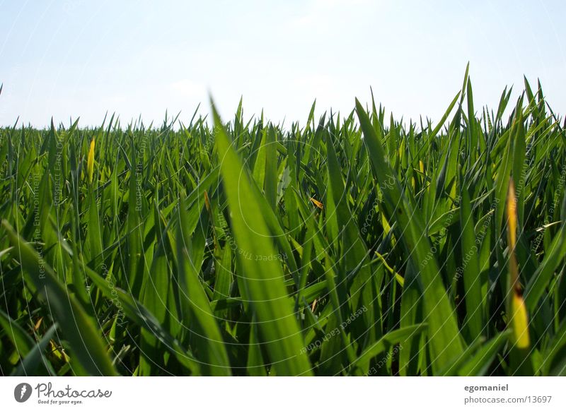 Gras Feld Wiese grün Nahaufnahme Horizont Halm Wachstum Getreide Natur Detailaufnahme Himmel Pflanze sähen gedeien