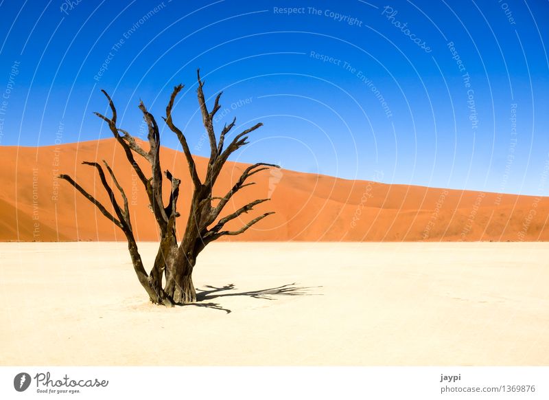 Gerippe Natur Landschaft Pflanze Sand Wolkenloser Himmel Dürre Baum Totholz Hügel Wüste Namib Düne Baumstamm Ast trocken demütig Tod Länder Namibia Nationalpark