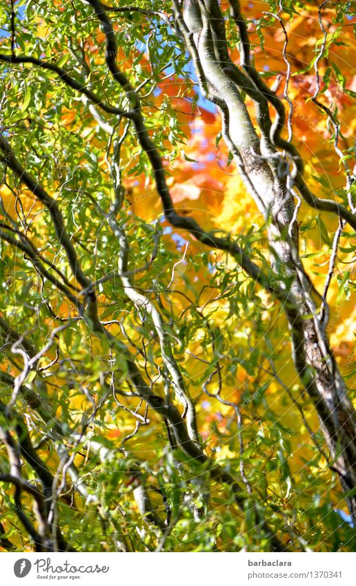 Es herbstelt Natur Landschaft Pflanze Herbst Schönes Wetter Baum Blatt Zweige u. Äste Weide Garten Linie leuchten mehrfarbig Stimmung Farbe Wandel & Veränderung