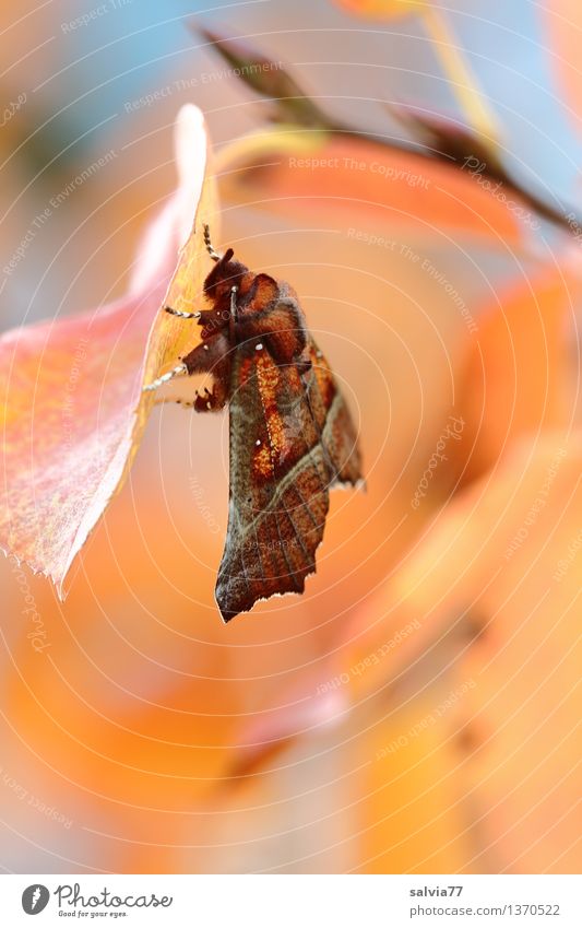 Ruhestellung Natur Pflanze Tier Herbst Schönes Wetter Sträucher Blatt Zweig Herbstfärbung Schmetterling Flügel Insekt Zackeneule Eulenfalter Motte 1 festhalten