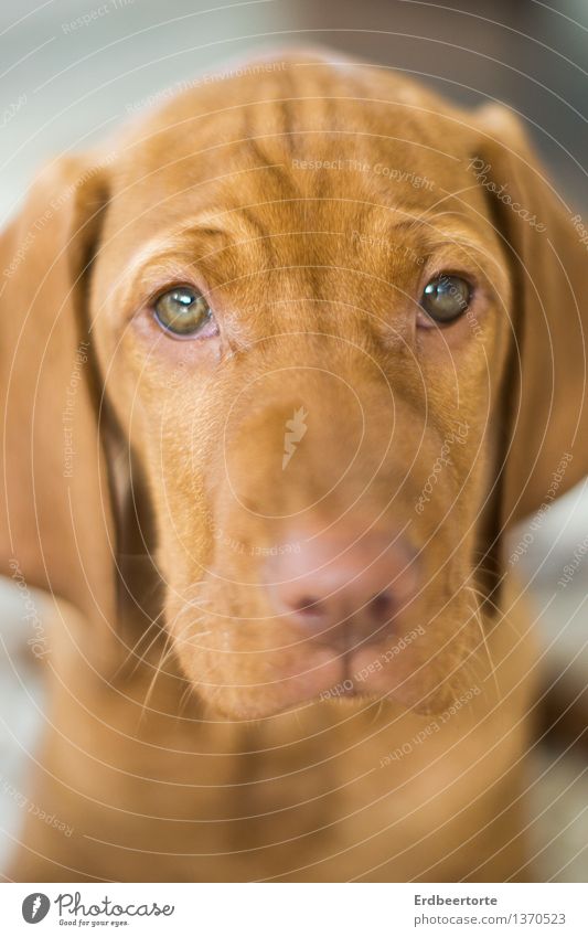 Kein Wässerchen trüben Tier Haustier Hund Tiergesicht 1 Tierjunges schön niedlich weich braun Traurigkeit Müdigkeit Erschöpfung Ben Vizsla dog puppy