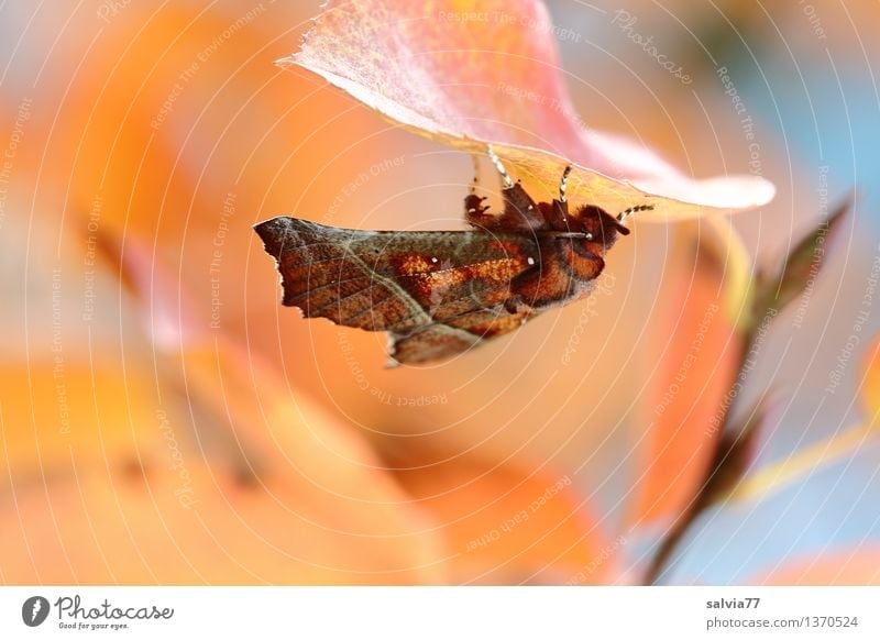 Herbstfalter Natur Pflanze Tier Baum Blatt Zweige u. Äste Herbstfärbung Schmetterling Zackeneule Insekt Eulenfalter Zimteule 1 ästhetisch unten Wärme braun gelb