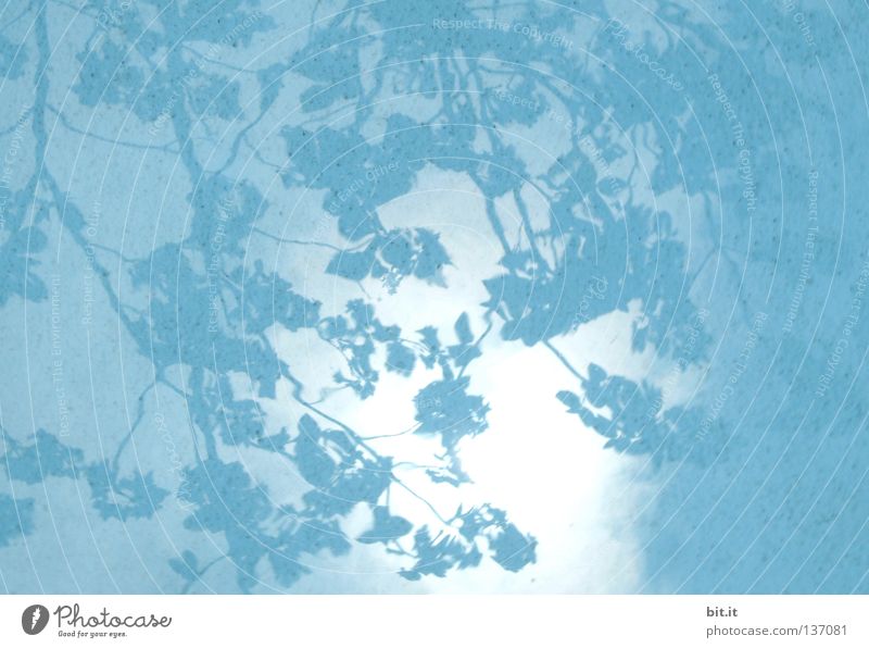 HIMMEL ÜBER JAPAN Himmel Baum Blatt Stoff hell Kitsch blau azurblau türkis Hintergrundbild Vorhang Ast Schattenspiel Wasser Stoffmuster Farbfoto Detailaufnahme