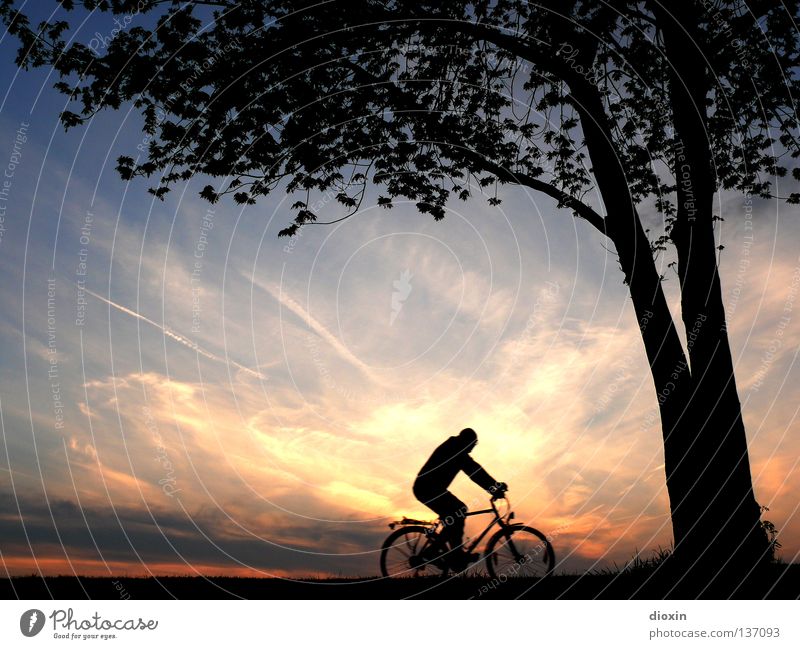 the long way home Abend Dämmerung Sonnenuntergang Sonnenlicht Heimweh Romantik Baum Blatt Fahrrad Mann Freizeit & Hobby ausschalten Muskulatur Umwelt