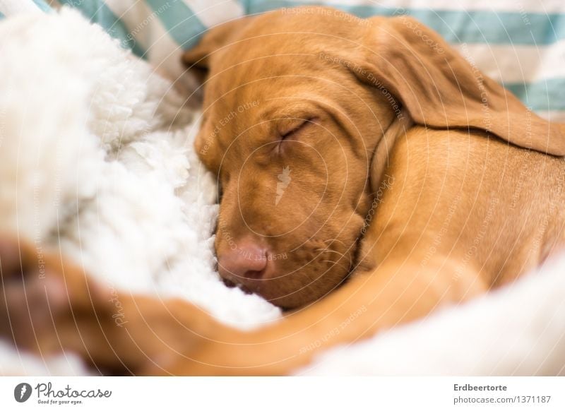 Schlafende Hunde soll man nicht wecken Tier Haustier Tiergesicht Fell 1 Tierjunges Erholung genießen schlafen träumen klein weich braun Müdigkeit Erschöpfung