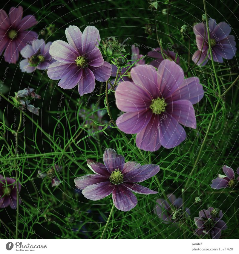 Kosmisches Schmuckkörbchen Umwelt Natur Landschaft Pflanze Schönes Wetter Blume Blüte Blühend Duft leuchten Wachstum frisch glänzend Glück natürlich viele
