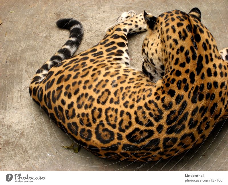 Wildcat relaxing Fell Katze Muster Leopard Schwanz Tier lutschen Sauberkeit Reinigen Säugetier liegen machen Fellpflege Rückansicht ruhig Gelassenheit