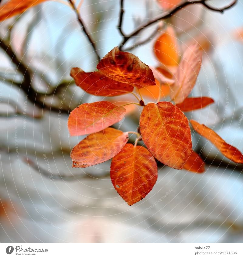 Letzte Blätter Natur Pflanze Himmel Herbst Sträucher Blatt Blattadern herbstlich Herbstfärbung Park leuchten braun gelb rot Stimmung ästhetisch Sinnesorgane