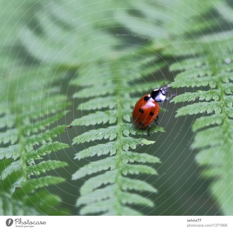 Siebenpunkt Natur Pflanze Tier Sommer Farn Blatt Grünpflanze Käfer Siebenpunkt-Marienkäfer 1 krabbeln exotisch natürlich niedlich grün rot Glück