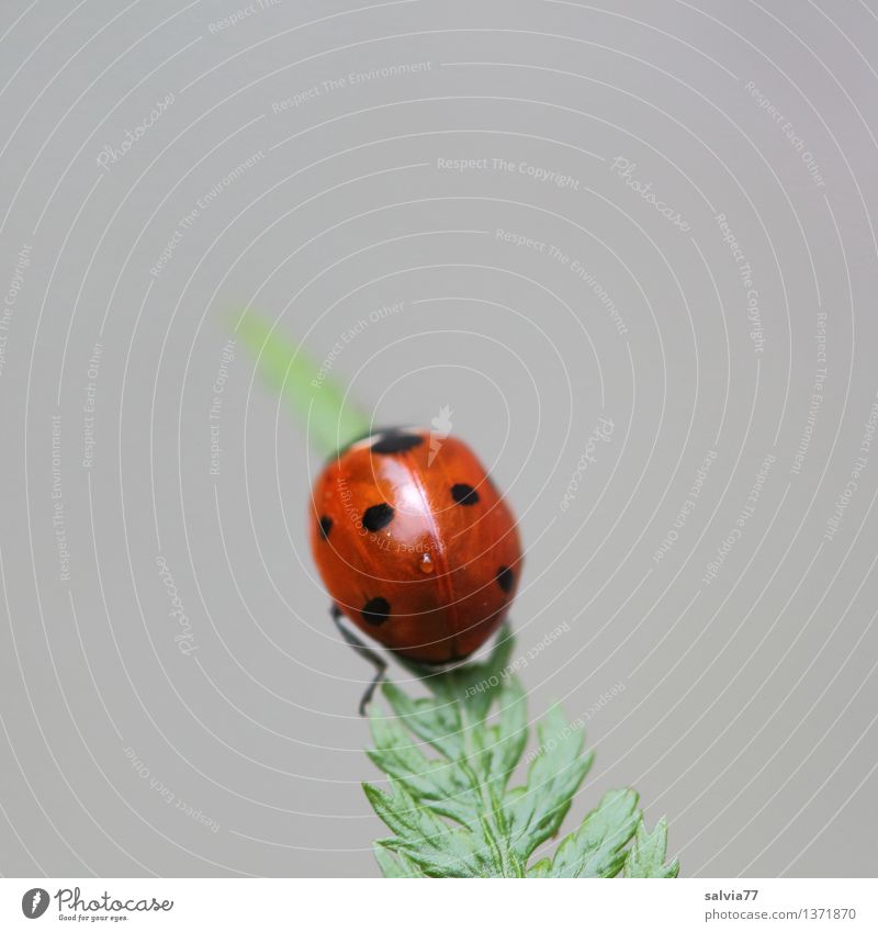 Gipfelstürmer Natur Pflanze Tier Farn Blatt Käfer Marienkäfer Siebenpunkt-Marienkäfer Insekt 1 krabbeln ästhetisch exotisch oben positiv grau grün rot Glück