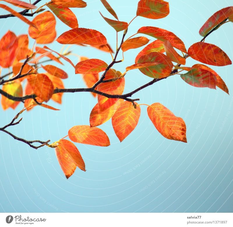 Herbstfarben Natur Pflanze Himmel Schönes Wetter Baum Sträucher Blatt Zweige u. Äste Blattadern Park leuchten ästhetisch dünn klein trocken Wärme blau braun