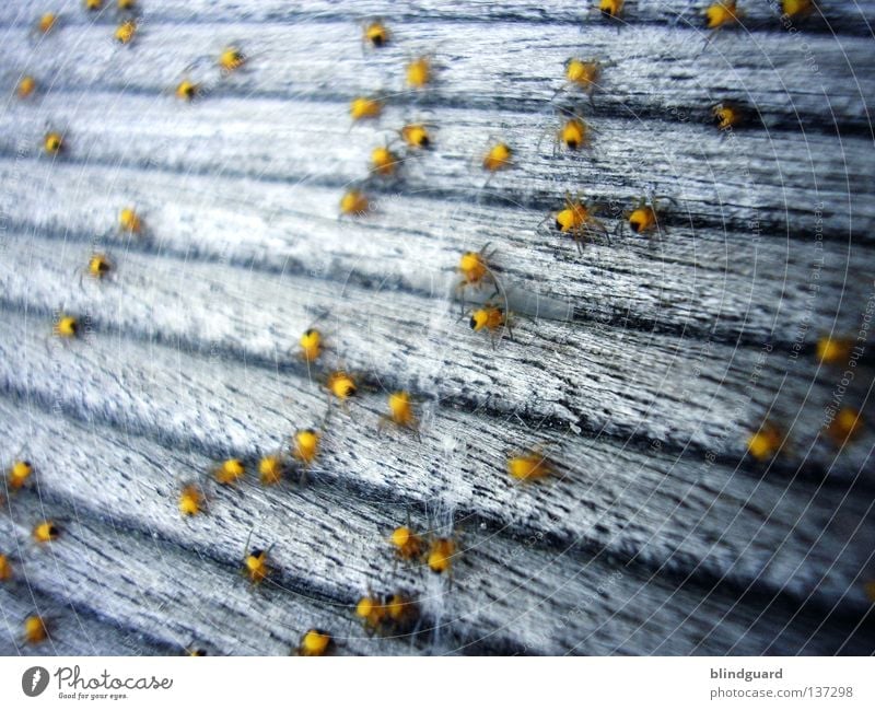 Das Große Krabbeln Spinne klein Nachkommen Insekt 8 gelb Tier Holz Panik schreien Unschärfe tief dunkel Gliederfüßer ausrutschen Wachstum Makroaufnahme Am Rand