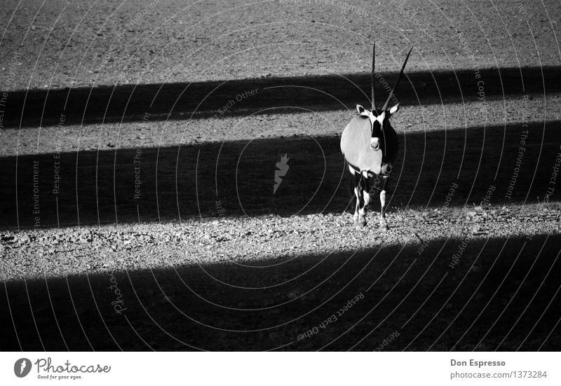 Oryx Natur Tier Sand Wüste Wildtier 1 Coolness Spießbock Antilopen Afrika Namibia Safari Spitze Schattenspiel Etoscha-Pfanne Schwarzweißfoto Textfreiraum links