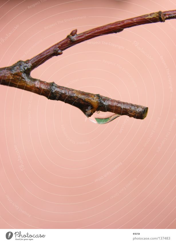 drop Baum Wassertropfen Regen Natur Ast Detailaufnahme Makroaufnahme Leben
