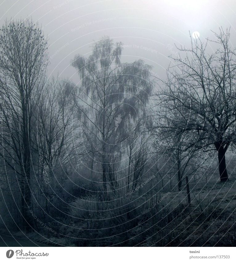 Winterlandschaft Eis kalt Baum Ast Mond Himmel weiß Wege & Pfade Zaun Beleuchtung ruhig Natur Wiese Schneelandschaft Nacht gefroren Jahreszeiten tosini