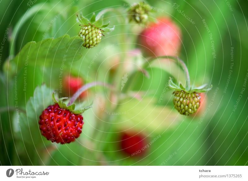 Erdbeere Frucht Dessert Diät Sommer Garten Natur Pflanze Blume Blatt Blüte frisch klein natürlich wild grün rot weiß Farbe Erdbeeren reif Lebensmittel