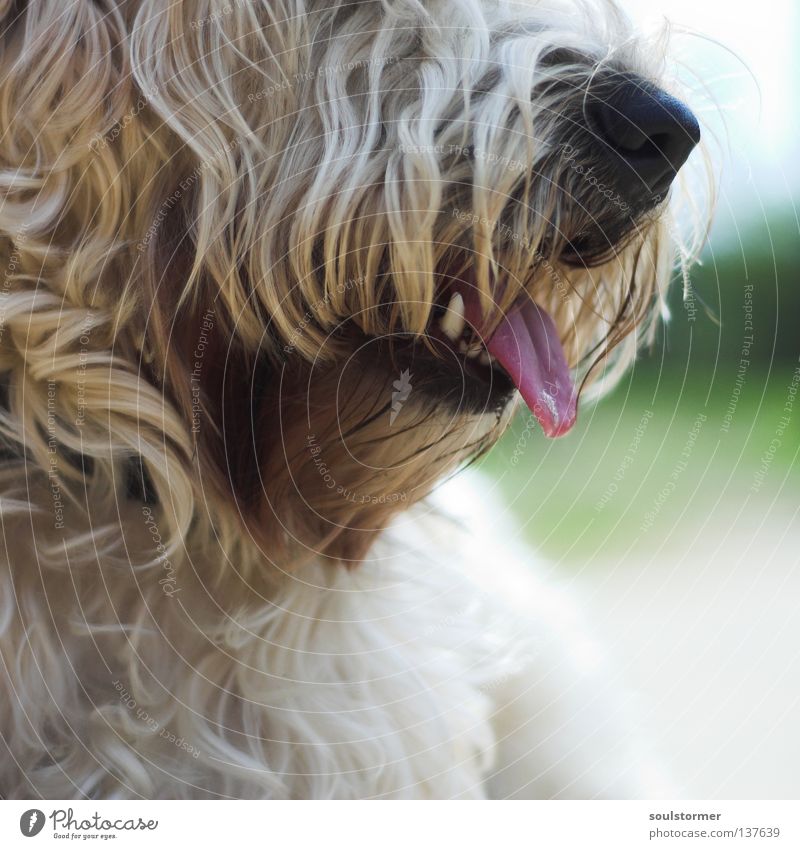 Lockenkopf ohne Augen Hund Tier Säugetier Menschenfreund Terrier Dogge böse fletschen gefährlich lieblich ruhig Erholung Fell Zottel lockig Unschärfe