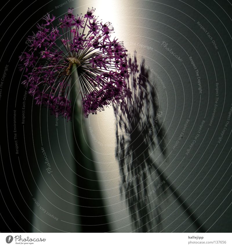 brandenburg flower Blume Stengel Blüte Licht Wachstum Reifezeit violett Wand grün Pflanze zierschnittlauch Schatten Dekoration & Verzierung Porree kallejipp