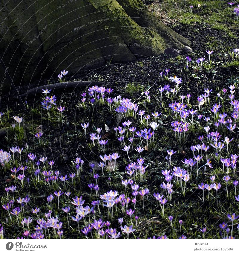 frühling Frühling Frühlingsblume Symbole & Metaphern aufwachen Blume tauen Beginn Neuanfang positiv Park Wildnis Pflanze grün Feld violett schimmern glänzend