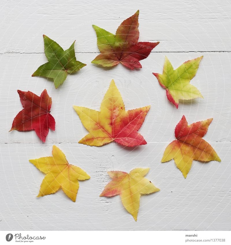 bunter Herbst Natur Pflanze Blatt Stimmung herbstlich rund mehrfarbig gelb rot grün Super Stillleben Garten Farbfoto Studioaufnahme
