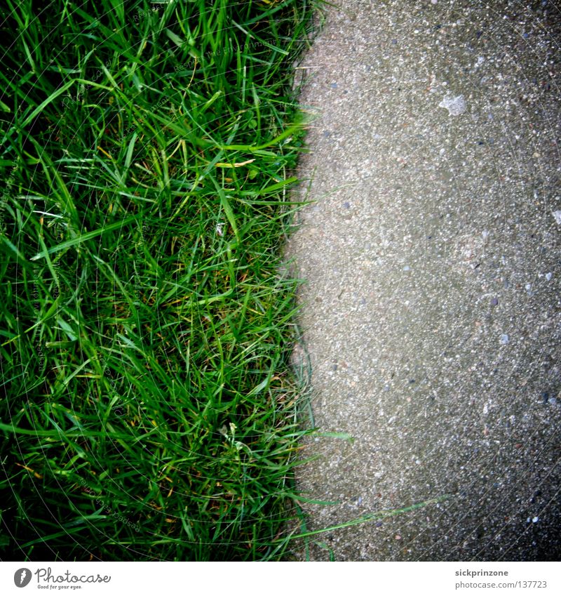 Stadt/Natur (City/Nature) Makroaufnahme Nahaufnahme Stadt (City) Natur (Nature) Rasen (Lawn) Gras (Grass) Textur (Texture) Straße (Street) Asphalt (Tarmac)