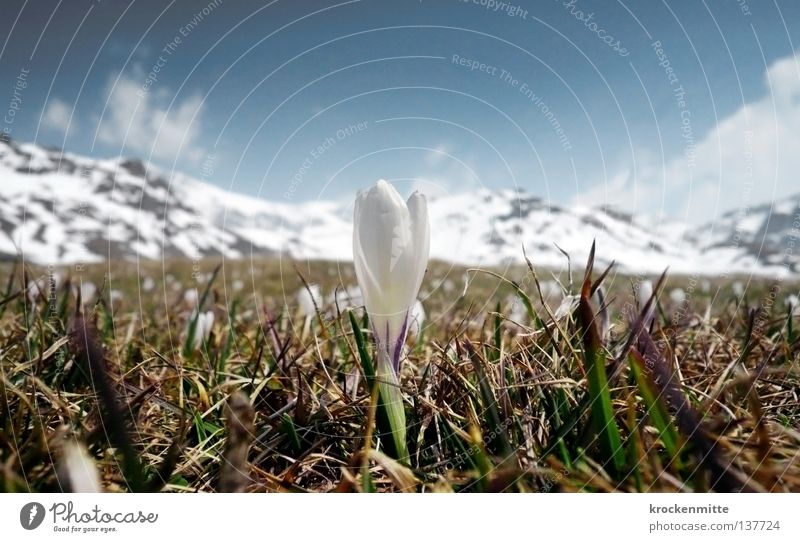 Alpenfrühling Krokusse Frühling aufwachen Kanton Graubünden Alp Flix Schweiz grün Wiese Wachstum weiß Blume Pflanze sprießen Blüte frisch Bergwiese springen