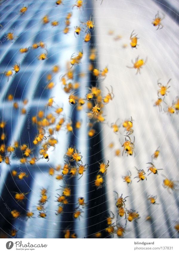 Invasion Mit Acht Beinen Spinne klein Nachkommen Insekt 8 gelb Tier Gitter Holz Panik schreien Unschärfe tief dunkel Gliederfüßer ausrutschen Wachstum