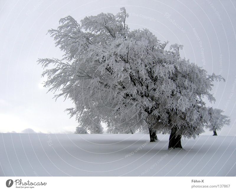 Winterstimmung Baum kalt dunkel Nebel Schnee Eis Landschaft